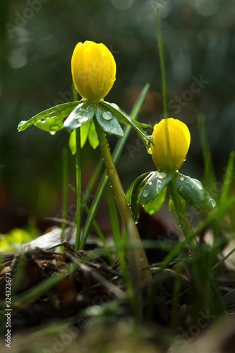 Obraz na płótnie Zwei gelbe Winterlinge im Frühling am Morgen nach Regen mit Wassertropfen auf den Blättern, Eranthis hyemalis w salonie