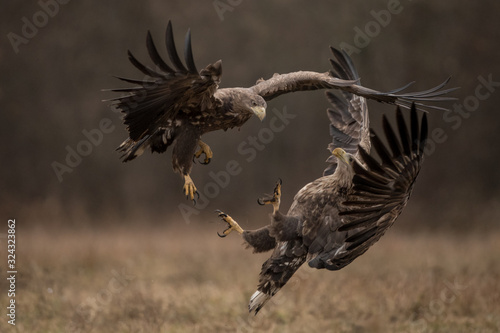 White tailed eagles fighting each other in flight with open wings © Reto