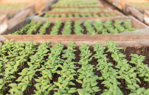 Eggplant seedlings in wooden boxes with soil in a greenhouse grown from seeds. Agriculture, agribusiness, ecology, organic food, growing vegetables, agricultural land, agricultural business concept photo