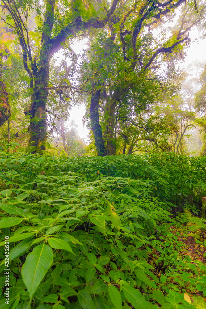 Fototapeta premium Doi Inthanon nature park, Thailand. Tropical rainforest with fresh green trees and plants. Shortly after rain, fog in the far. Tourist trail path near in jungle. Vibrant colors
