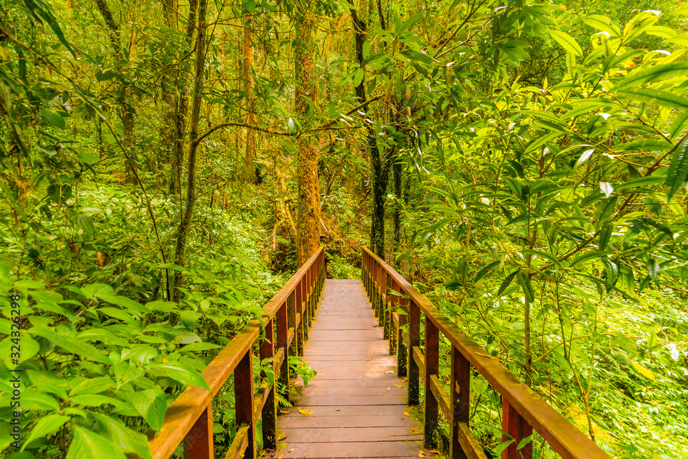 Wooden tourist path at Doi Inthanon national park, Thailand. Beautiful place in tropical rainforest with fresh green plants after rain with big humidity and fog in far. Chiang Mai province Wooden tourist path at Doi Inthanon national park, Thailand. Beautiful place in tropical rainforest with fresh green plants after rain with big humidity and fog in far. Chiang Mai province