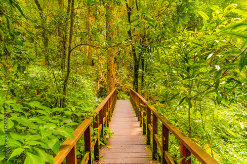 Wooden tourist path at Doi Inthanon national park  Thailand. Beautiful place in tropical rainforest with fresh green plants after rain with big humidity and fog in far. Chiang Mai province