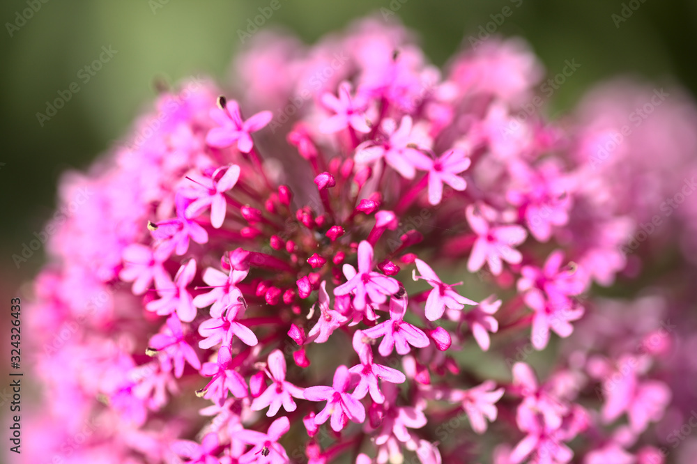 Flora of Gran Canaria - Centranthus ruber, red valerian natural macro background