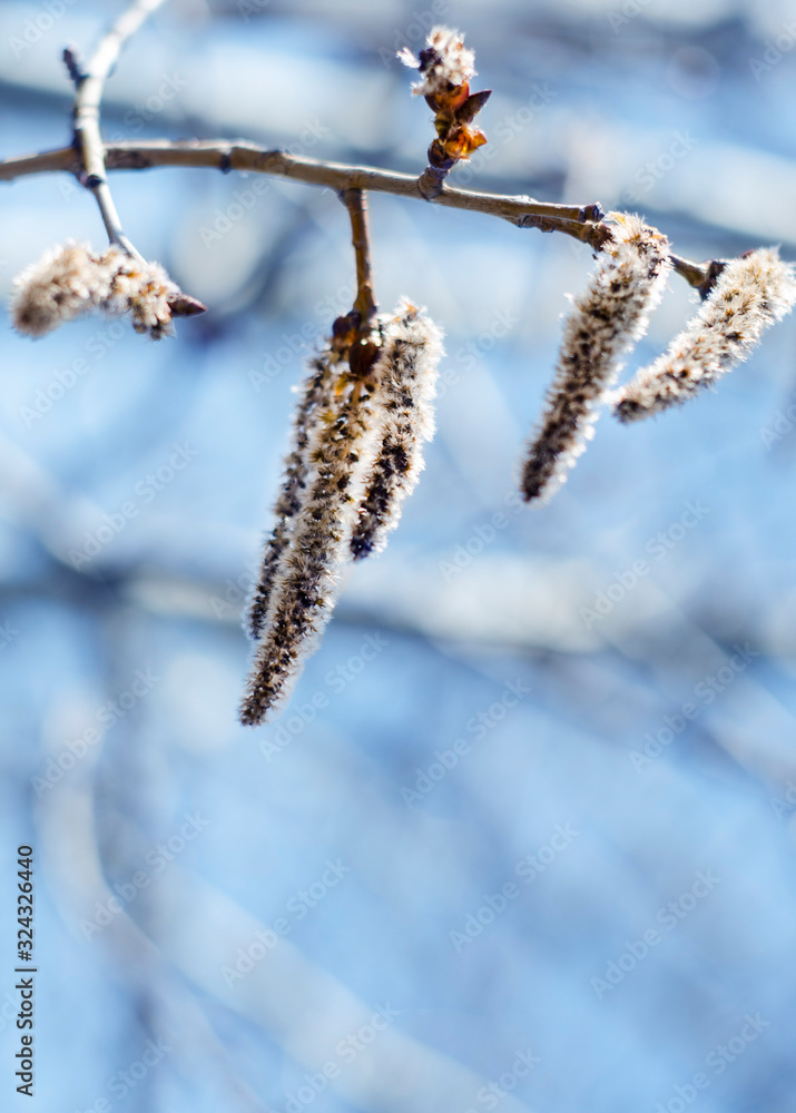 Blooming spring willow branch on a blurry blue background with copy space. Spring. Easter. Vertical photo Blooming spring willow branch on a blurry blue background with copy space. Spring. Easter. Vertical photo