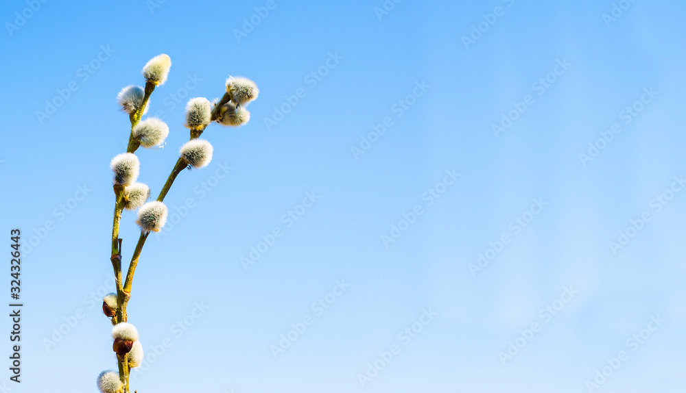 Fototapeta premium Spring willow branch on a blue sky background with copy space. Spring. Easter.