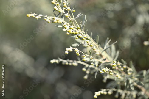 Flora of Gran Canaria - Artemisia thuscula, canarian wormwood flowers, locally called incienso, incence, for its intense scent 