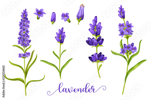 Lavender flower in realistic watercolor.