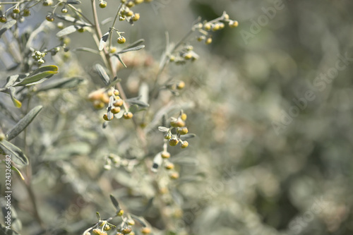 Flora of Gran Canaria - Artemisia thuscula, canarian wormwood flowers, locally called incienso, incence, for its intense scent  photo