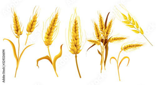 Set of isolated ear spica or wheat spikes