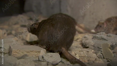 Black Wild Rat Jumping 