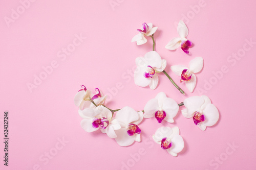 white orchid flowers  on pink paper background © Maya Kruchancova