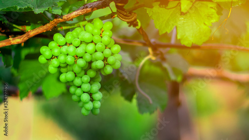 Wallpaper Mural Fresh green grapes at vineyards. Torontodigital.ca