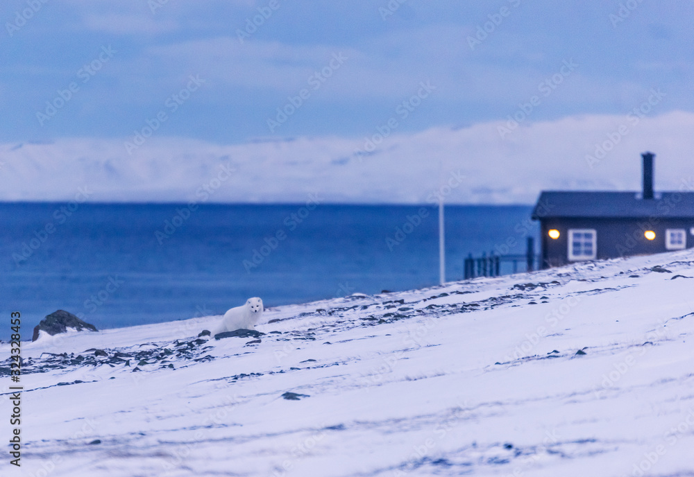 closeup wildlife white polar fox winter in the Arctic Svalbard on a sunny day closeup wildlife white polar fox winter in the Arctic Svalbard on a sunny day