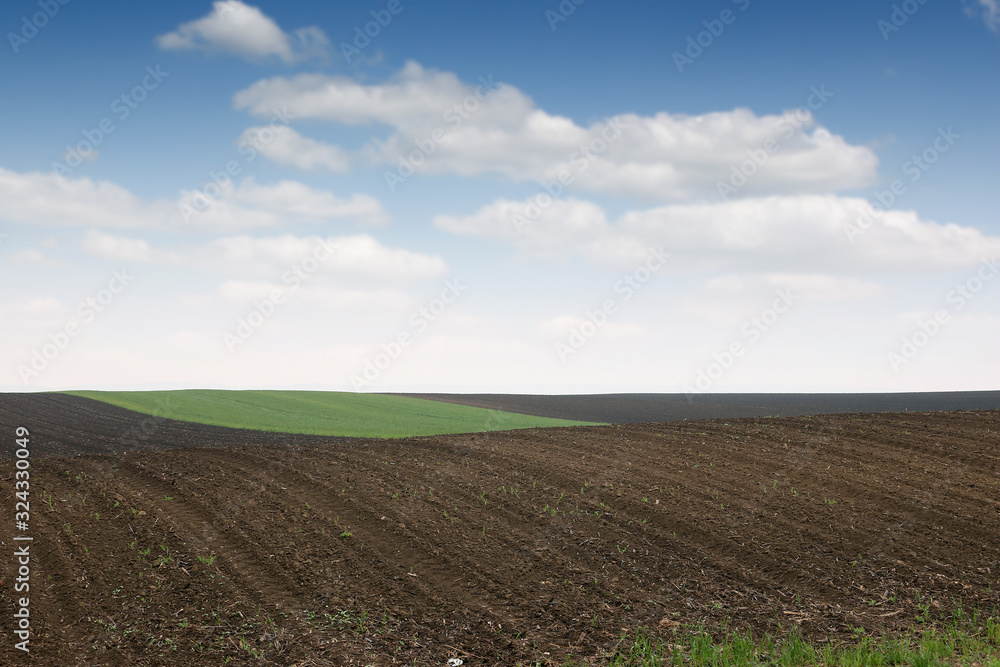 Plowed and green wheat fields in spring agriculture Plowed and green wheat fields in spring agriculture