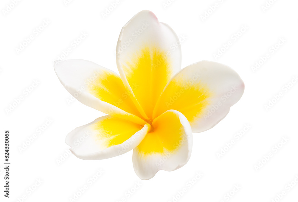 Obraz premium frangipani flower isolated