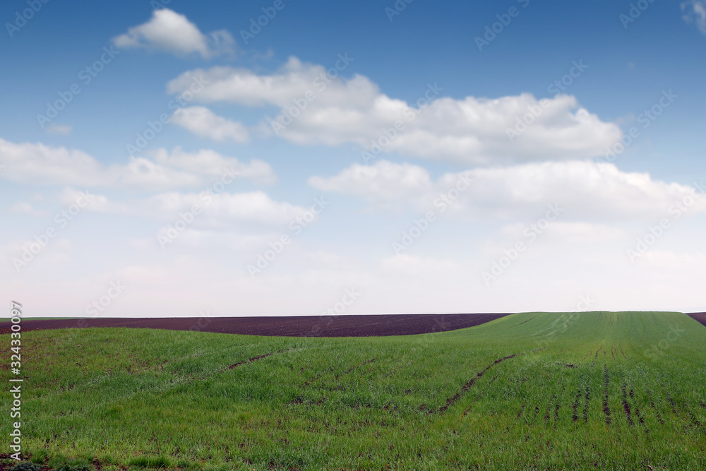 Plowed and green wheat fields in spring landscape Plowed and green wheat fields in spring landscape