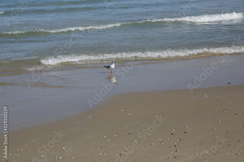 Seagull with fish in its beak on the sandy beach of the sea with copy space for text.