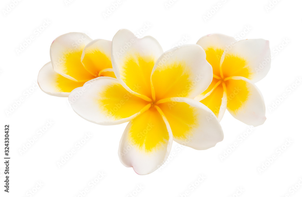 Naklejka premium frangipani flower isolated