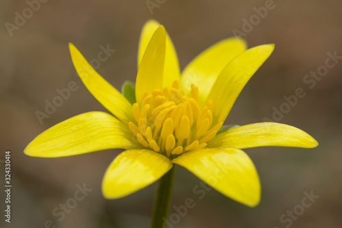 Ficaria verna, Ranunculus ficaria L., or lesser celandine, pilewort, fig buttercup, low-growing hairless perennial flowering plant in the buttercup family Ranunculaceae, Europe. Heart-shaped leaf