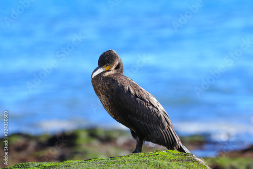 The great cormorant  Phalacrocorax carbo   known as the great black cormorant