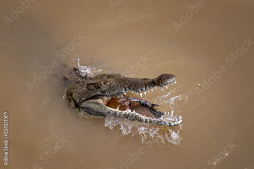 Crocodile eating fish
