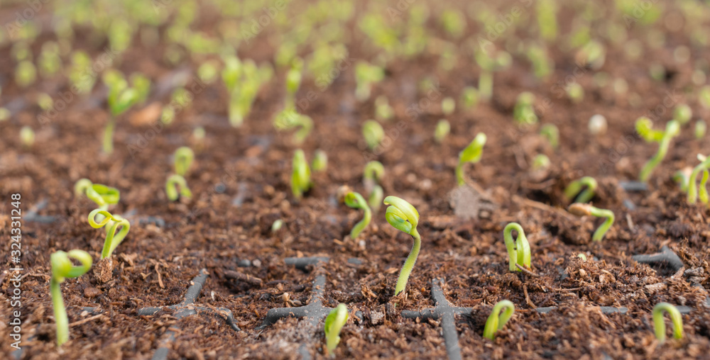 Small sprouts in cassettes for seedlings with soil. Growing organic vegetables in greenhouses, agricultural business Small sprouts in cassettes for seedlings with soil. Growing organic vegetables in greenhouses, agricultural business