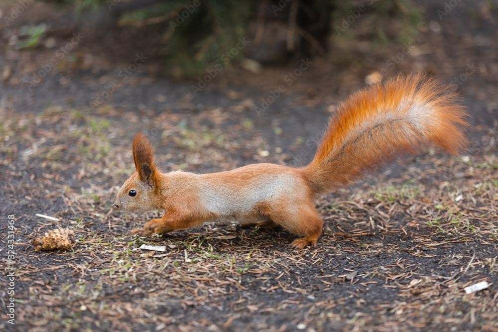 Squirrel in the park