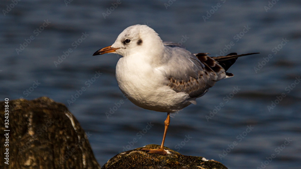 Möwe Möwe