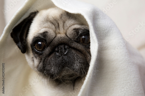 Pug dog close up portrait adorable beautiful pet under white blanket. Flat face brachycephalic breed vet care pt insurence concept idea