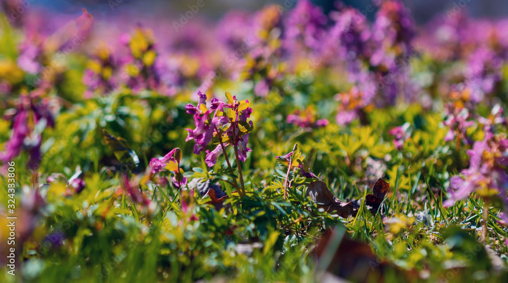Obraz premium flowers of spring fumewort. Corydalis solida