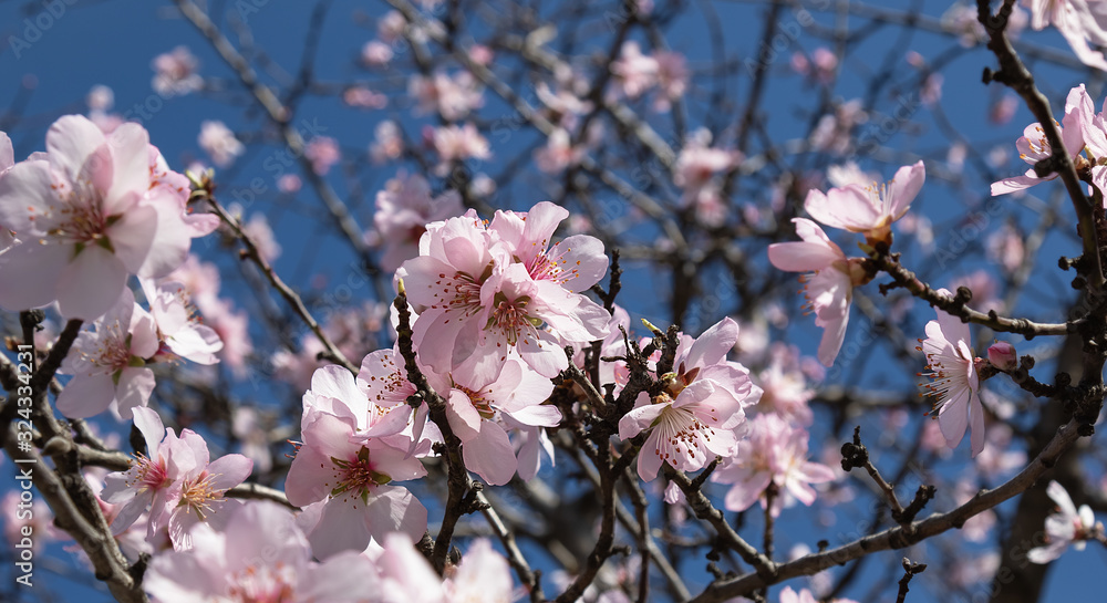 flowers of fruit trees on a background of blue sky. Branches of flowering trees flowers of fruit trees on a background of blue sky. Branches of flowering trees
