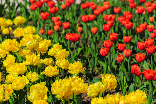 Closeup of yellow tulips flowers with green leaves in the park outdoor. beautiful flowers in spring