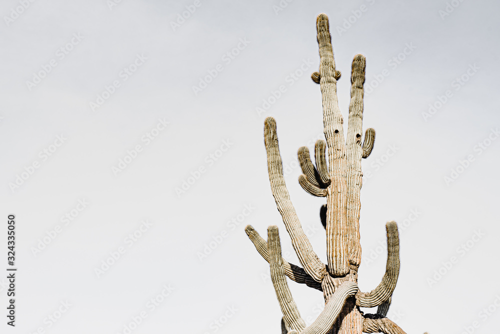 Southwest Desert Cacti Modern Home Decor 