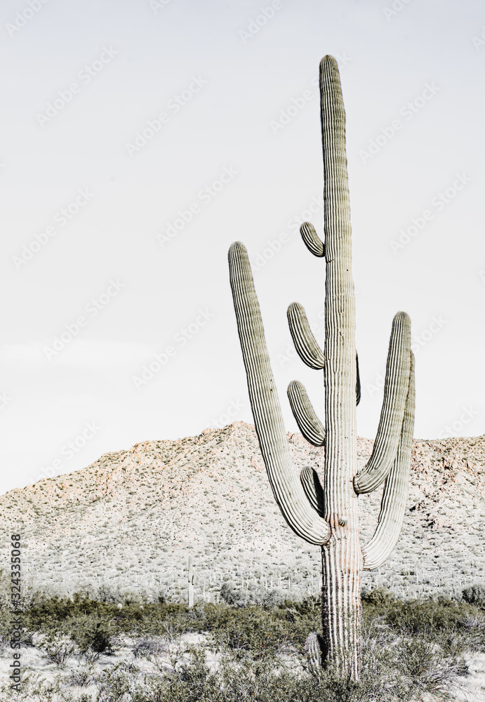 Fototapeta Southwest Desert Cacti Modern Home Decor 