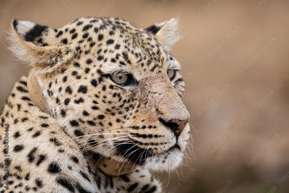 Fototapeta premium Leopard