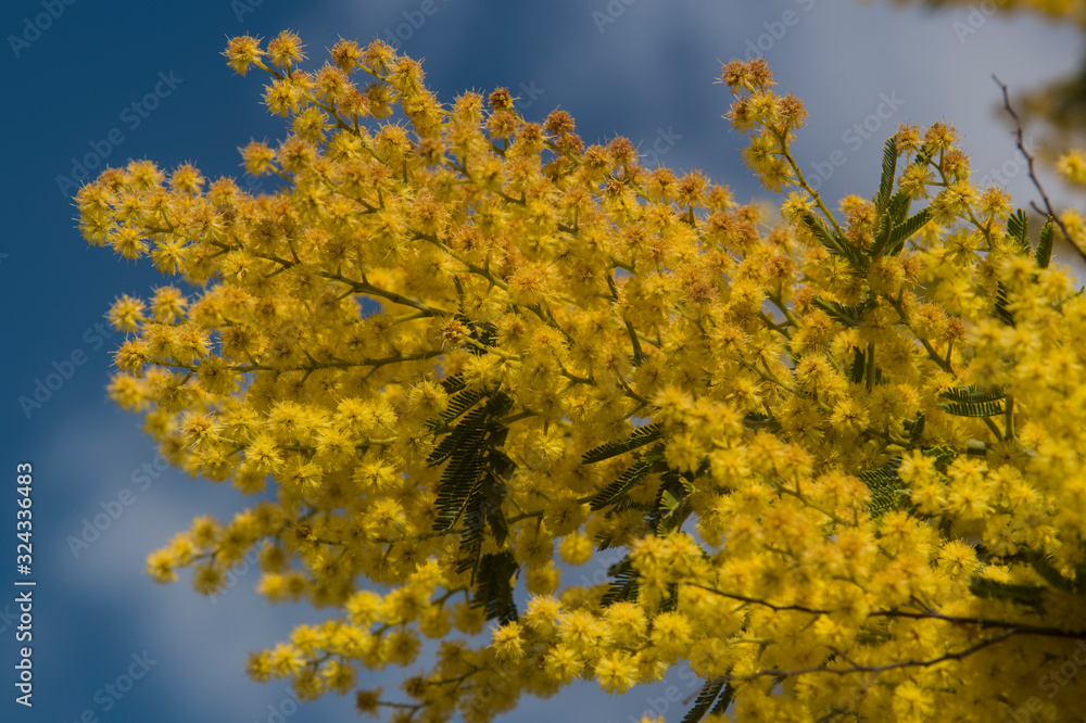 Fototapeta premium Flowered mimosa and cloudy sky in spring