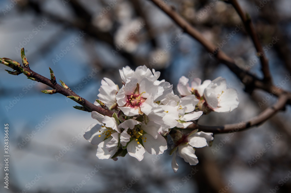 sweet blossoms almond tree and blurry blackground sweet blossoms almond tree and blurry blackground