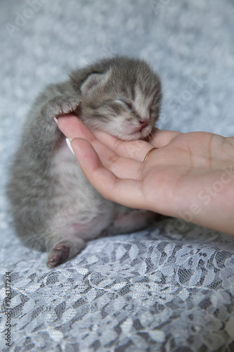  Newborn kitten in the hands of a girl.