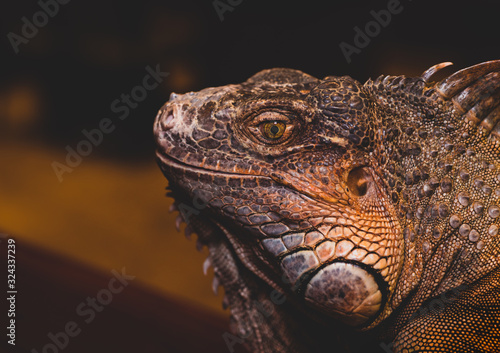 Macro Close up of Iguana  Iguana is a genus of herbivorous lizards that are native to tropical areas of Mexico  Central America  South America  and the Caribbean
