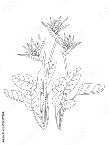 strelitzia flowers. isolated black and white outline drawing by hand.