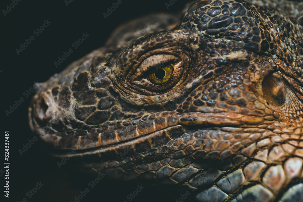 Macro Close up of Iguana, Iguana is a genus of herbivorous lizards that are native to tropical areas of Mexico, Central America, South America, and the Caribbean Macro Close up of Iguana, Iguana is a genus of herbivorous lizards that are native to tropical areas of Mexico, Central America, South America, and the Caribbean