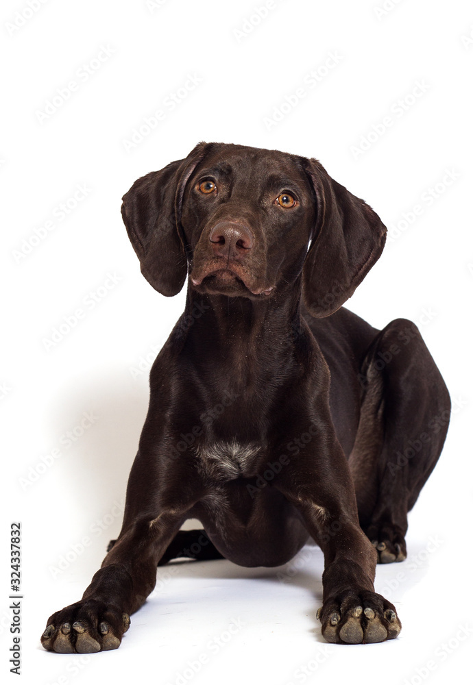 dog watching a breed of Kurzhaar on a white background