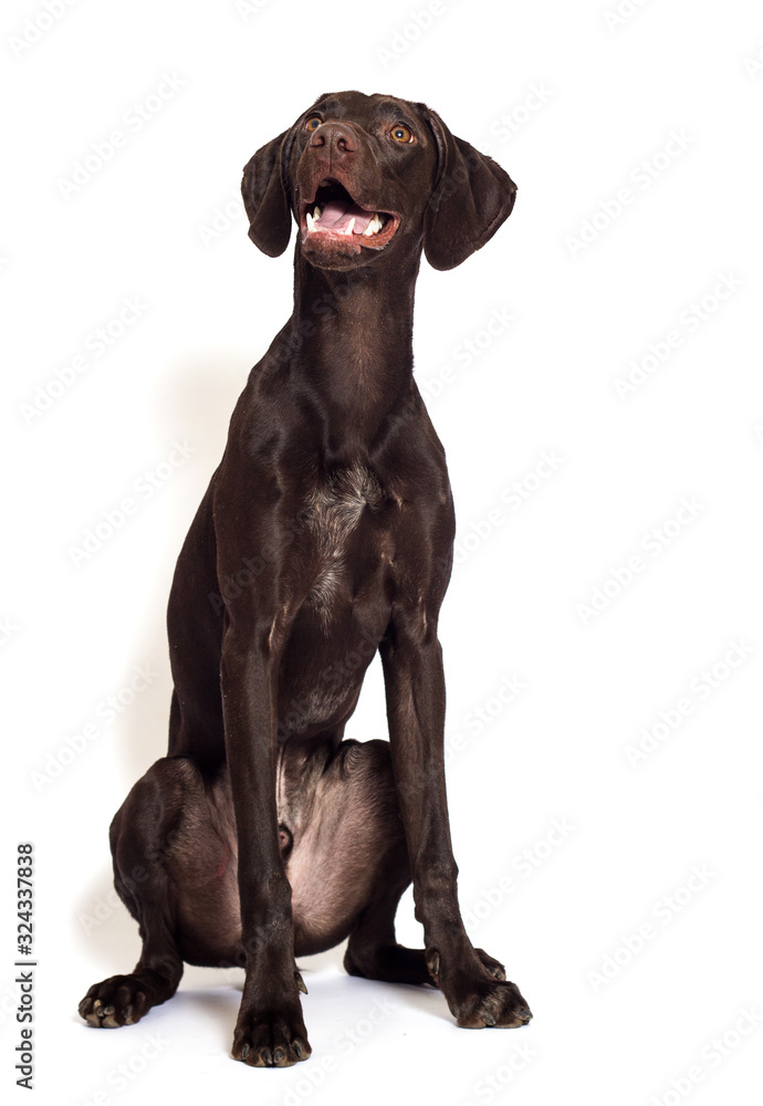 dog watching a breed of Kurzhaar on a white background dog watching a breed of Kurzhaar on a white background