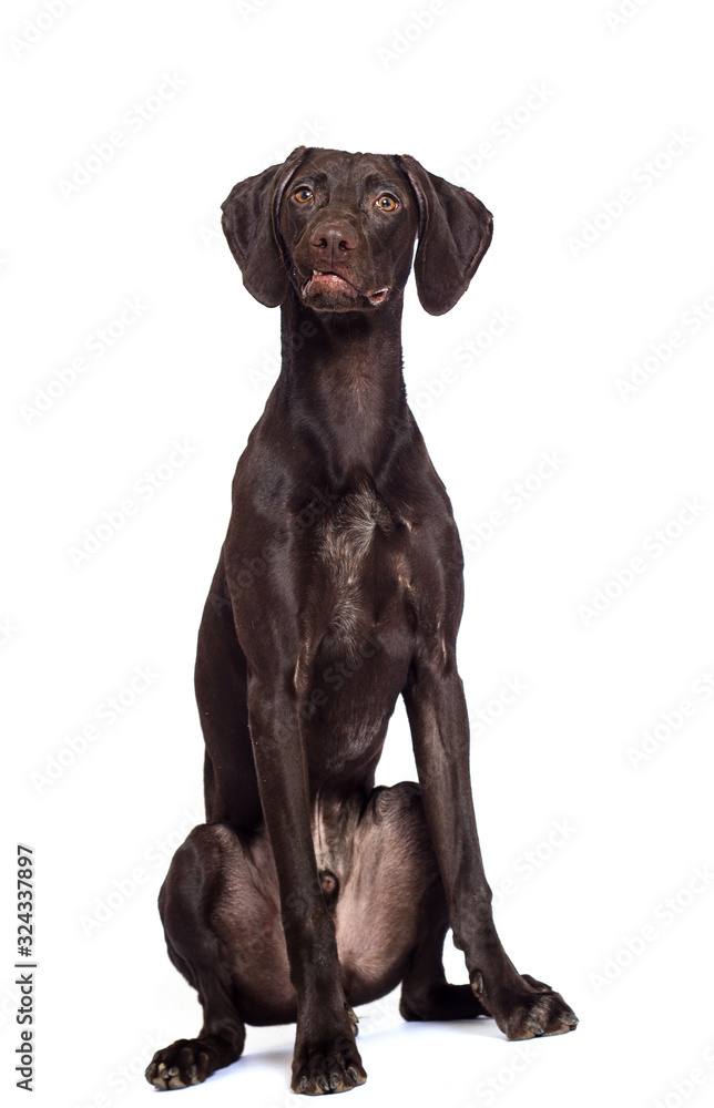 dog watching a breed of Kurzhaar on a white background
