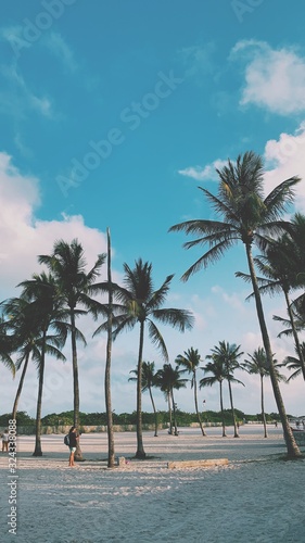 palm trees on the beach © natalia
