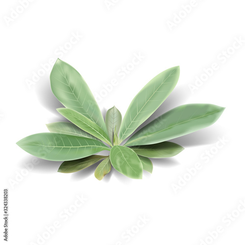 Realistic tropical leaves on a white background. Vector illustration. 