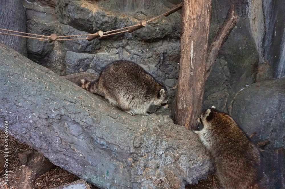 Two raccoons are played with each other. Two raccoons are played with each other.