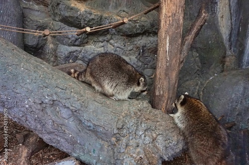 Two raccoons are played with each other.