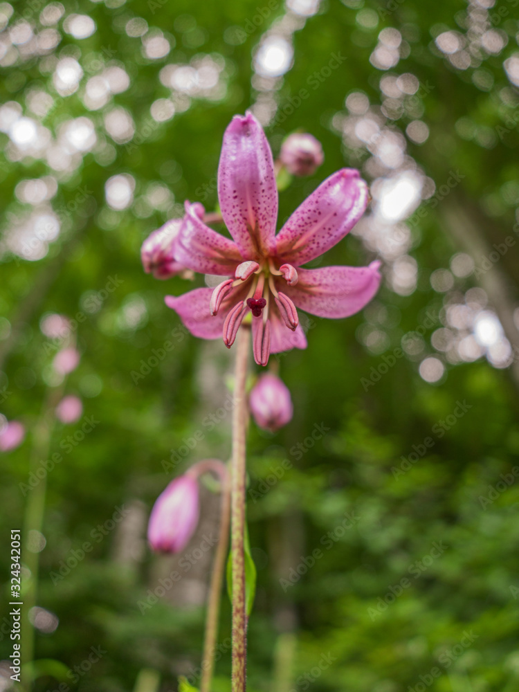 In the undergrowth of the Bugey forests In the undergrowth of the Bugey forests