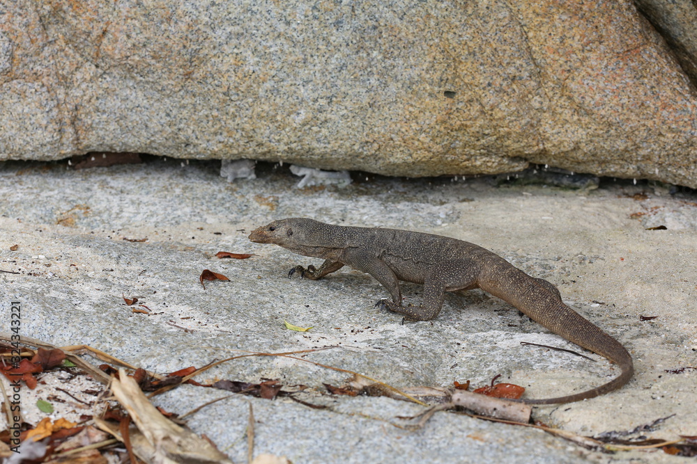 Asian water monitor - Varanus salvator also common water monitor, Asian water monitor - Varanus salvator also common water monitor,